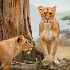 afrique Face aux lions