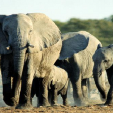 Cameroun - éléphants