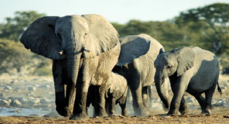 Cameroun - éléphants