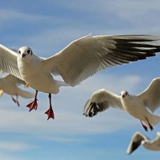 oiseaux mer littoral