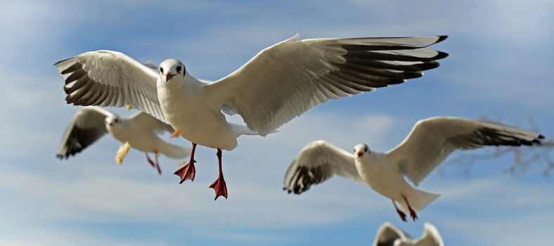 oiseaux mer littoral