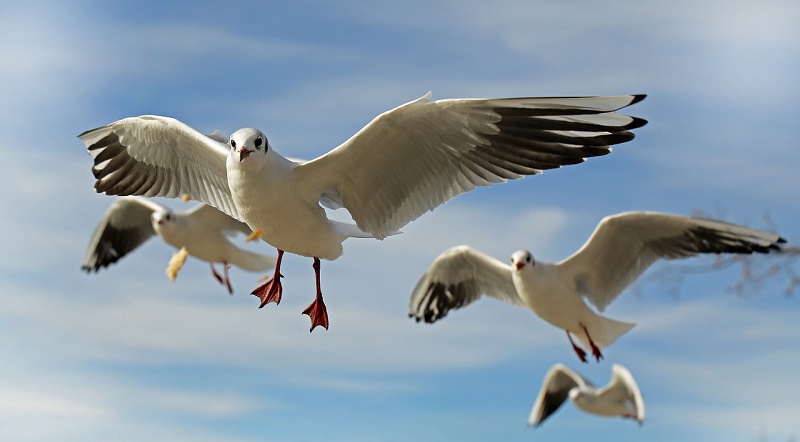 oiseaux mer littoral