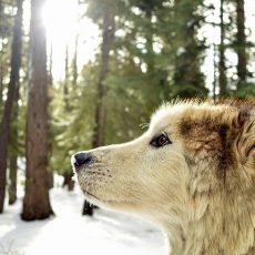 Coeur de loup de Katherine Rundell