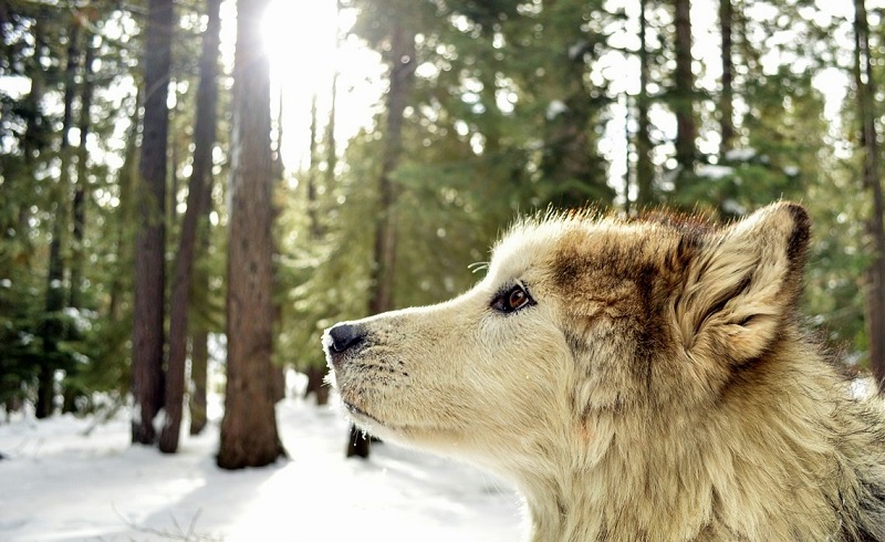 Coeur de loup de Katherine Rundell