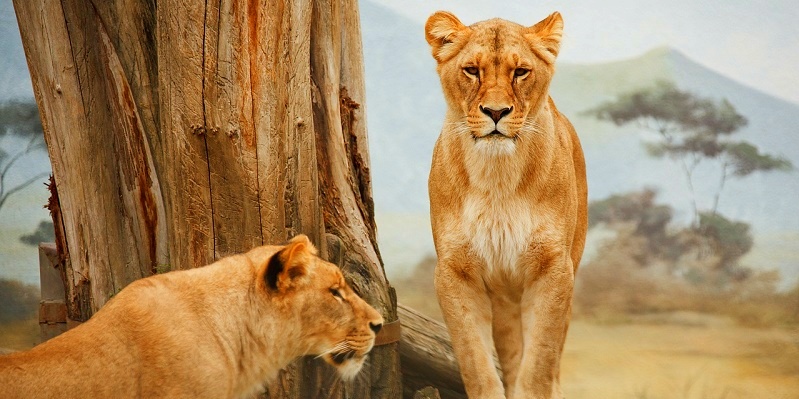 Documentaire pour les enfants : les animaux de la savane