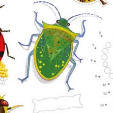 cahier-observation-insectes
